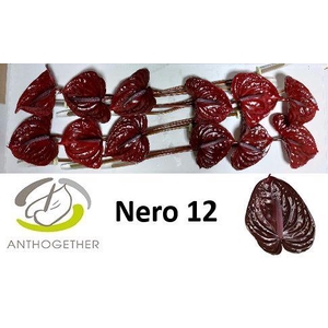 ANTH A NERO 12