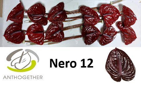 <h4>ANTH A NERO 12</h4>