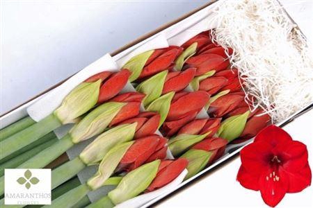 <h4>Hipp Red Lion</h4>