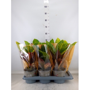 Codiaeum var. GR 'Petra'