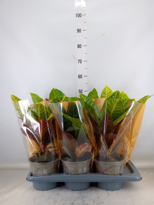 <h4>Codiaeum var. GR 'Petra'</h4>