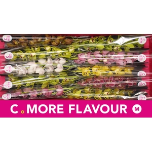 Mini cymbidium 'Mix 60 cm'