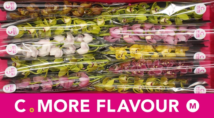 <h4>Mini cymbidium 'Mix 60 cm'</h4>