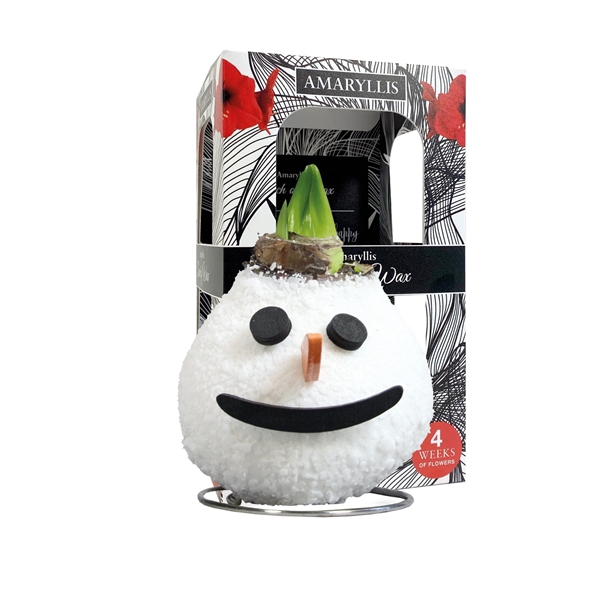 <h4>Amaryllis Touch of Wax Special Snowman 6x1, rode bloem, Karton Giftbox</h4>