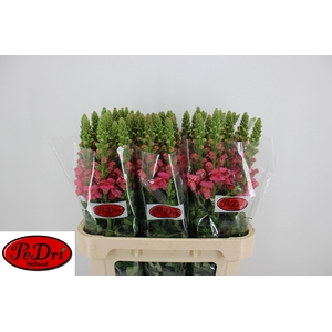 Antir Antibes Rose