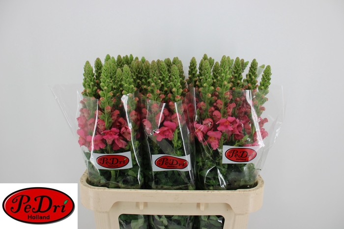 <h4>Antir Antibes Rose</h4>