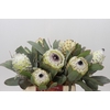 Protea Barbigera Ice Queen Air