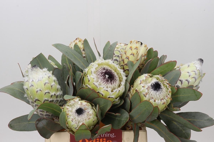 Protea Barbigera Ice Queen Air