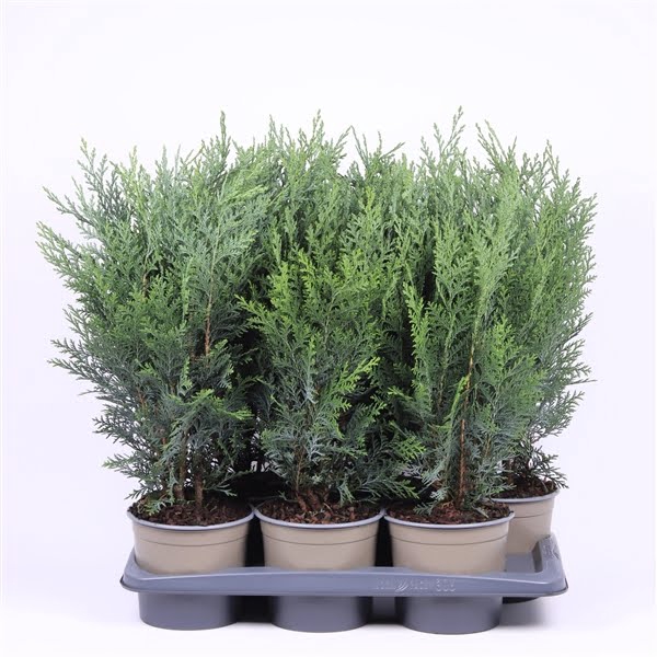 <h4>Chamaecyparis lawsoniana 'Pelt's Blue'</h4>