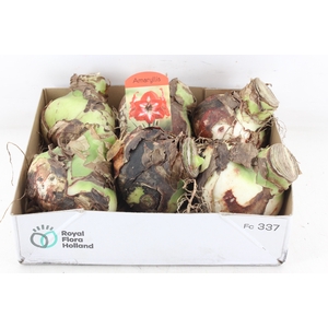 arr4 Amaryllis CM - Red stripe