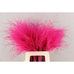 Df Stypha 60cm Bs Cerise