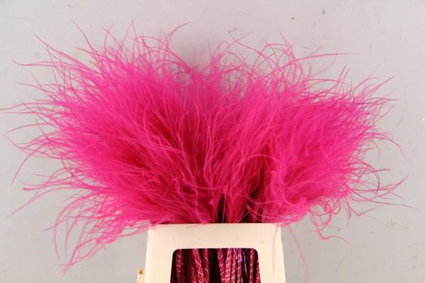 Df Stypha 60cm Bs Cerise