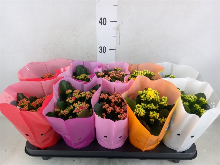 <h4>Kalanchoe blos. 'Perfecta'  ..mix 5</h4>