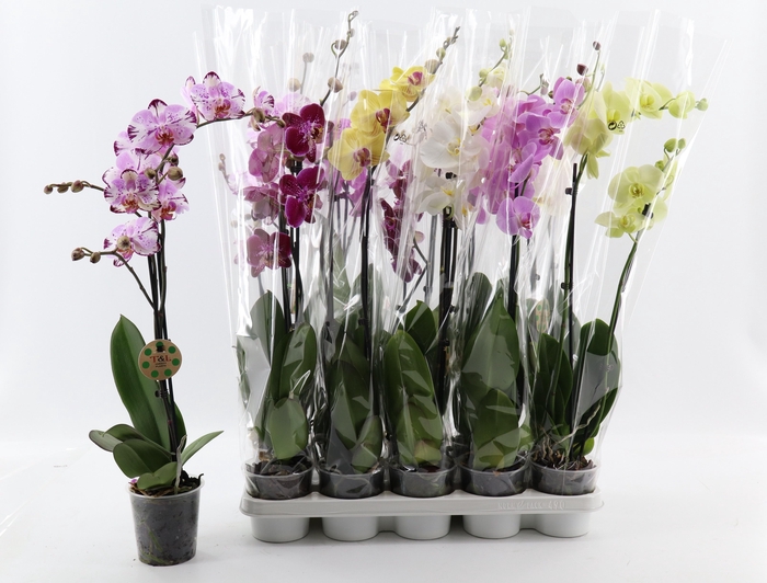 <h4>PHAL GEM 8 KL</h4>