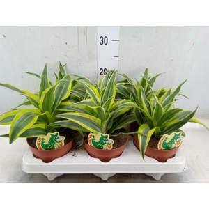 Dracaena frag. 'Surprise'