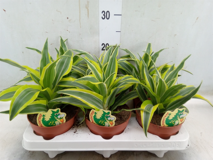 <h4>Dracaena frag. 'Surprise'</h4>