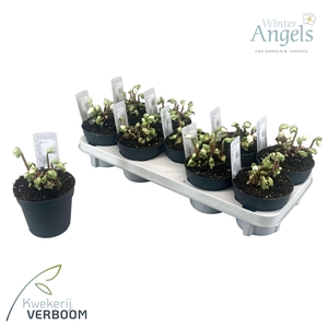 Helleborus niger p12 6+