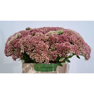 SEDUM SPECTABILE