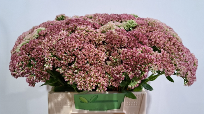 SEDUM SPECTABILE