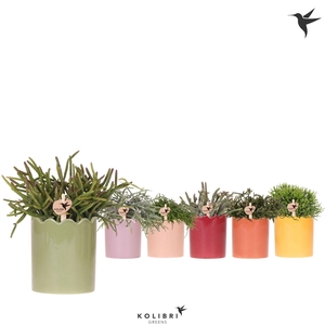 Kolibri Greens Rhipsalis mix in Curve pot mix