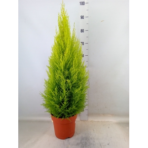 Cupressus macro. 'Goldcrest Wilma'