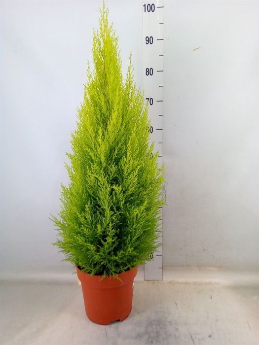 <h4>Cupressus macro. 'Goldcrest Wilma'</h4>