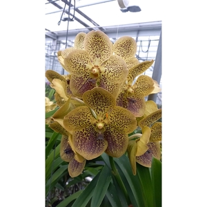 Vanda Yellow Gold X16