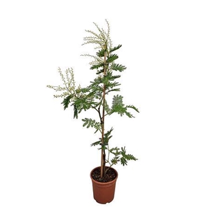 Acacia Mimosa Daelbata Stick