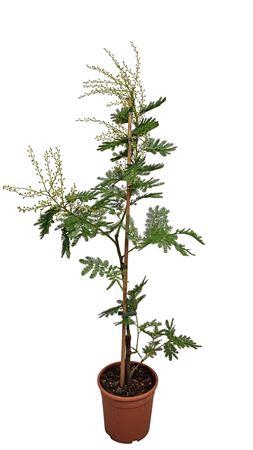 <h4>Acacia Mimosa Daelbata Stick</h4>