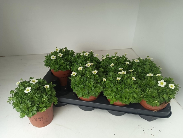 <h4>SAXIF AR ALP WHITE</h4>