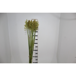 SORGO NATURAL 080 CM