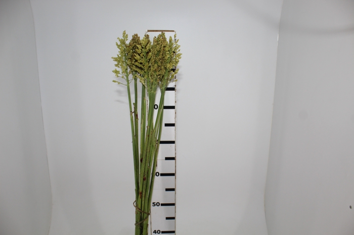 <h4>SORGO NATURAL 080 CM</h4>