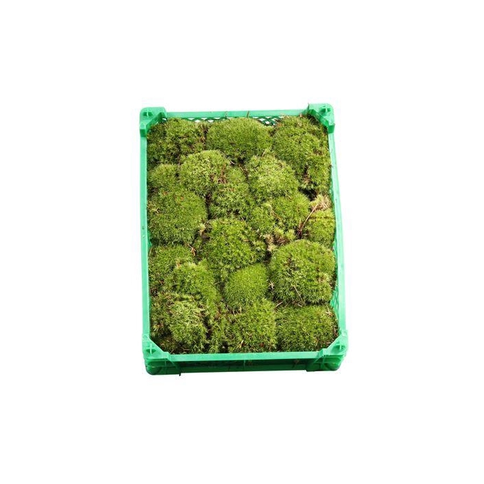 <h4>BOLMOS PLASTIC ROOD</h4>