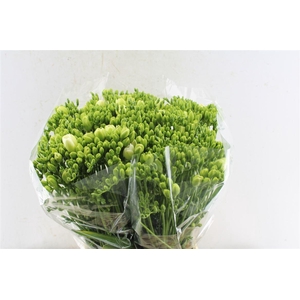 Fr Du Versailles White