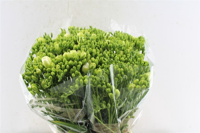 <h4>Fr Du Versailles White</h4>