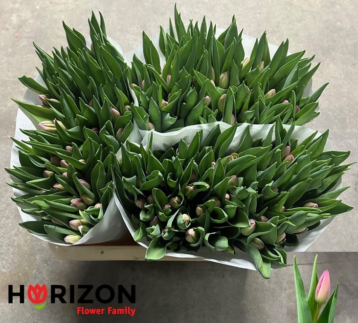 <h4>TU EN LOYALTY</h4>