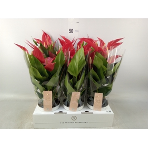 Anthurium  'Banderola Roja'