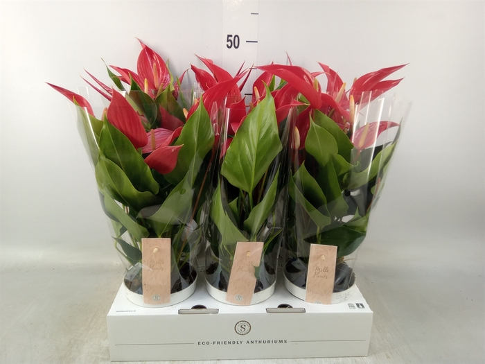 <h4>Anthurium  'Banderola Roja'</h4>