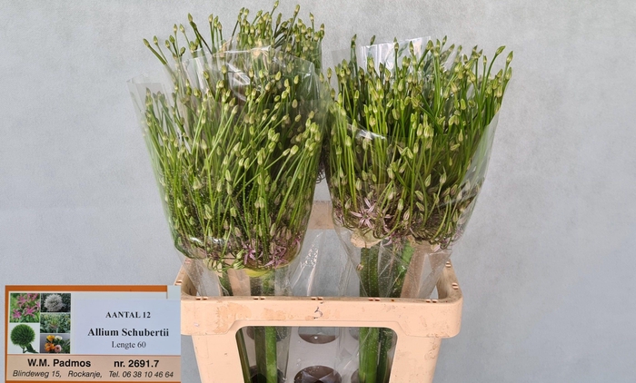 <h4>ALLIUM SCHUBERTII</h4>