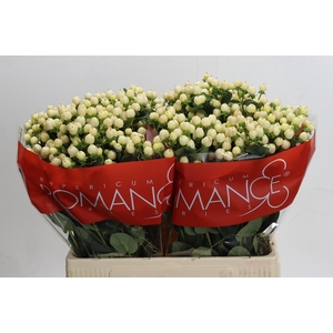 Hypericum Cool Romance