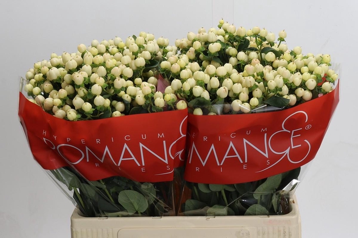 <h4>Hypericum Cool Romance</h4>