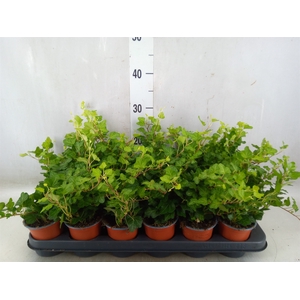 Hedera helix 'Wonder'