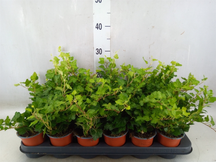 <h4>Hedera helix 'Wonder'</h4>