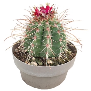 MELOCACTUS DIAMANTINUS - POT Ø 25 (CACTUS)