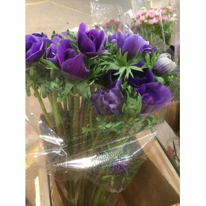 ANEM BLUEBERRY CELESTE
