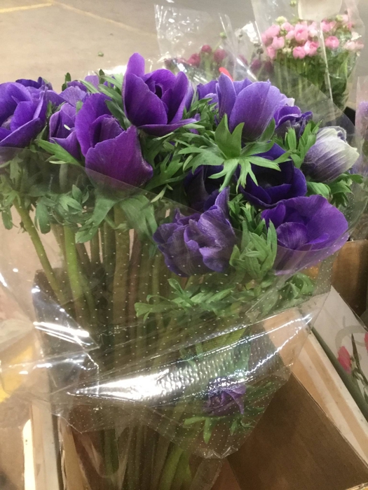 ANEM BLUEBERRY CELESTE