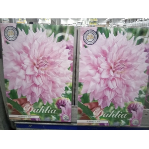 Dahlia   ...flowerbulbs