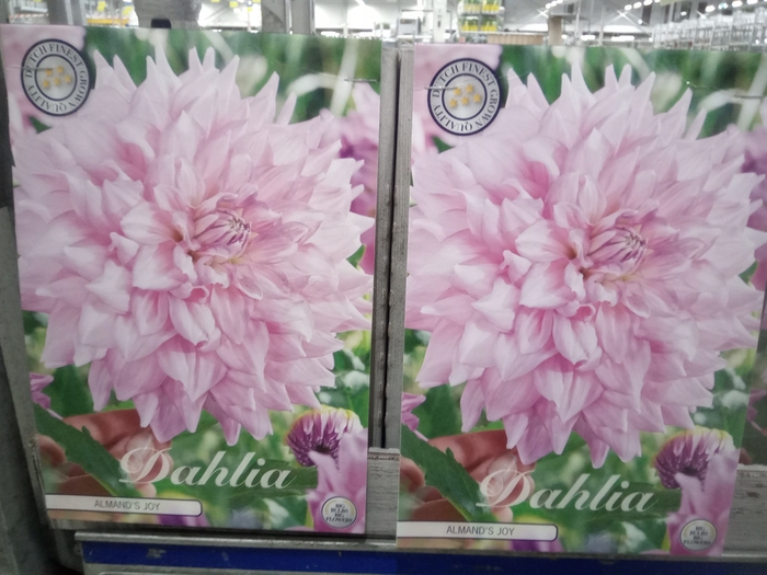 <h4>Dahlia   ...flowerbulbs</h4>