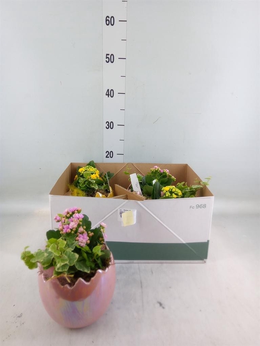 <h4>Arr.    Planten  L%</h4>