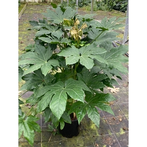 fatsia